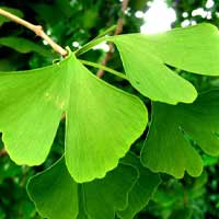 Cerebrozen Ingredient Ginkgo Biloba