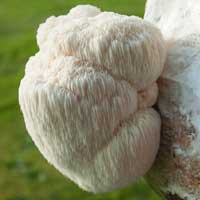 Cerebrozen Ingredient Lion's Mane Powder